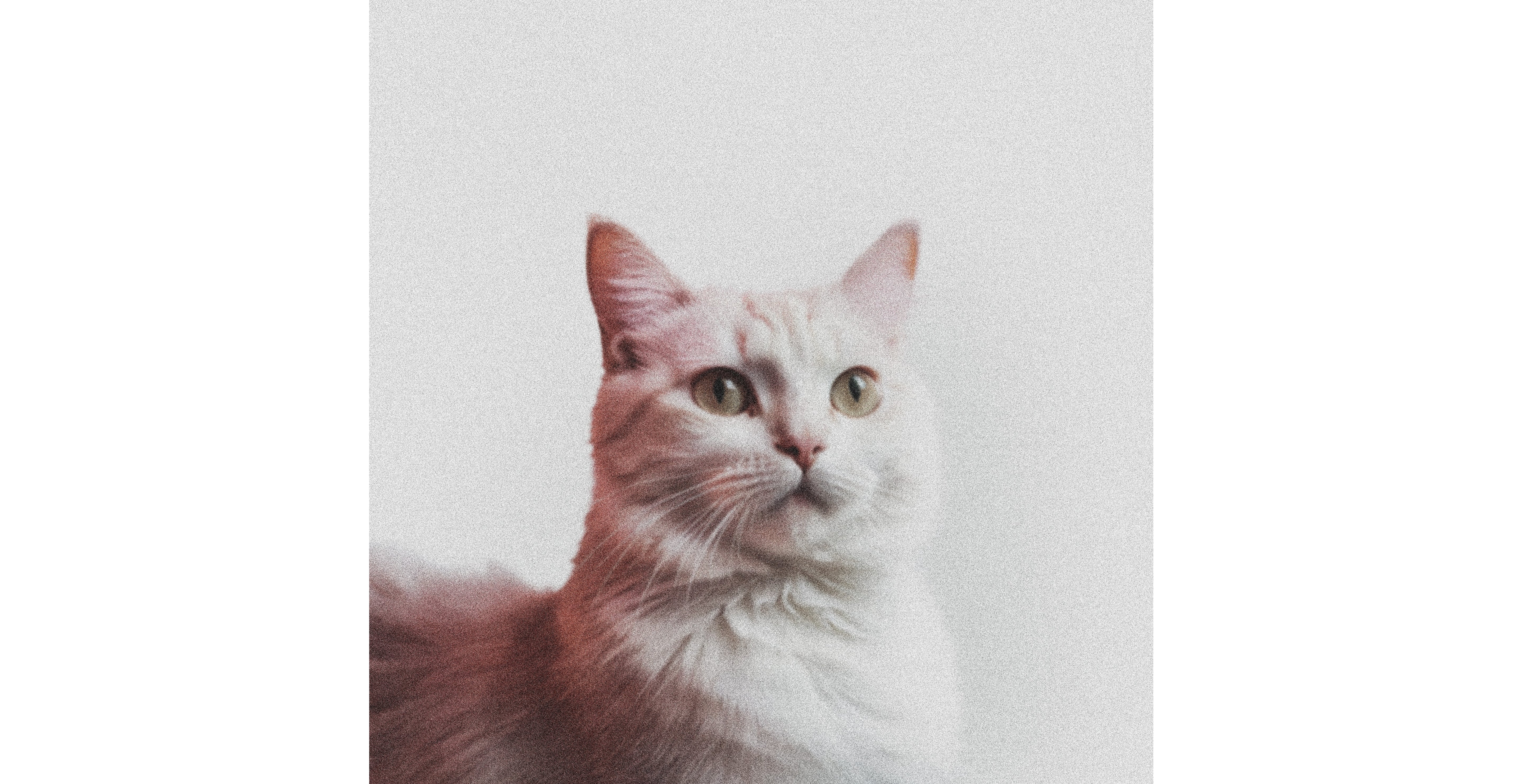 Cat with a white background